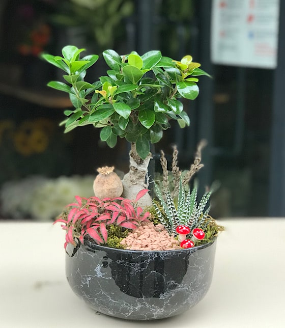 Bonsai Garden Teraryum
