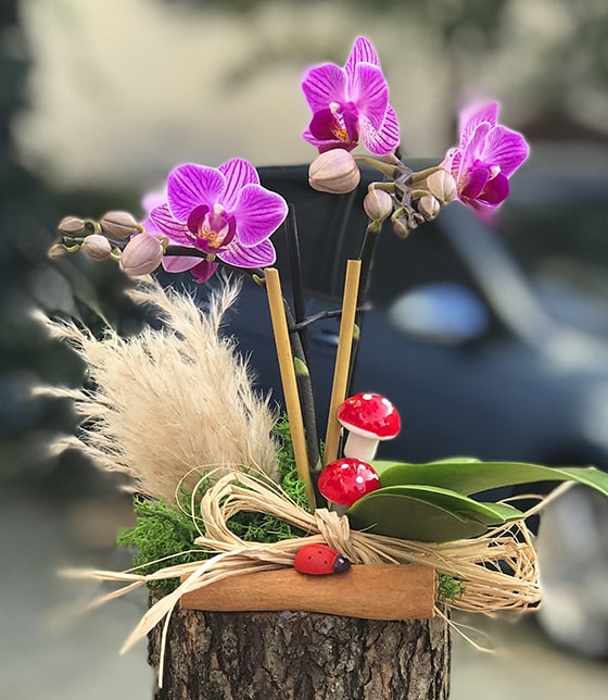 Uğurlu Mini Orkide