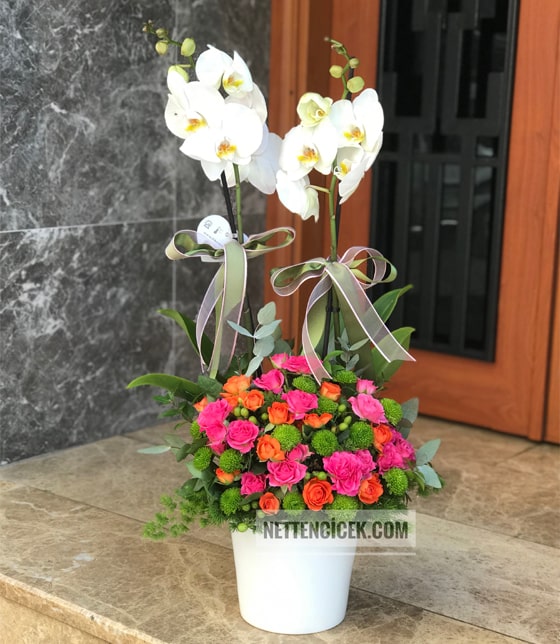 Orkide ve Mini Güller