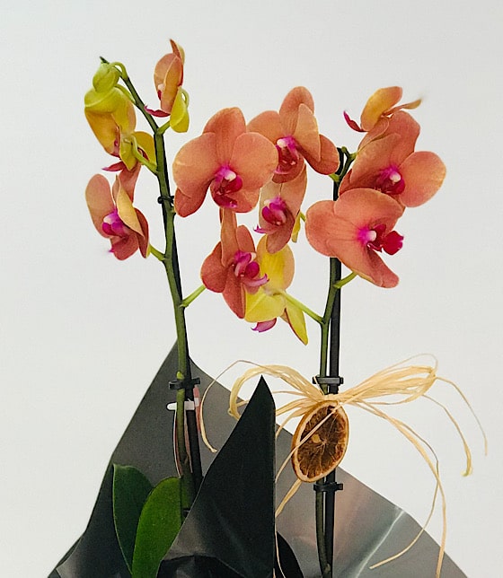 Siyah Fonlu Turuncu Orkide