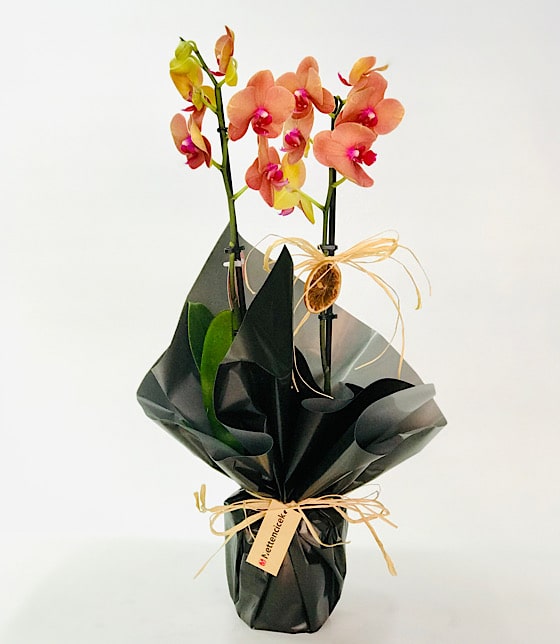 Siyah Fonlu Turuncu Orkide
