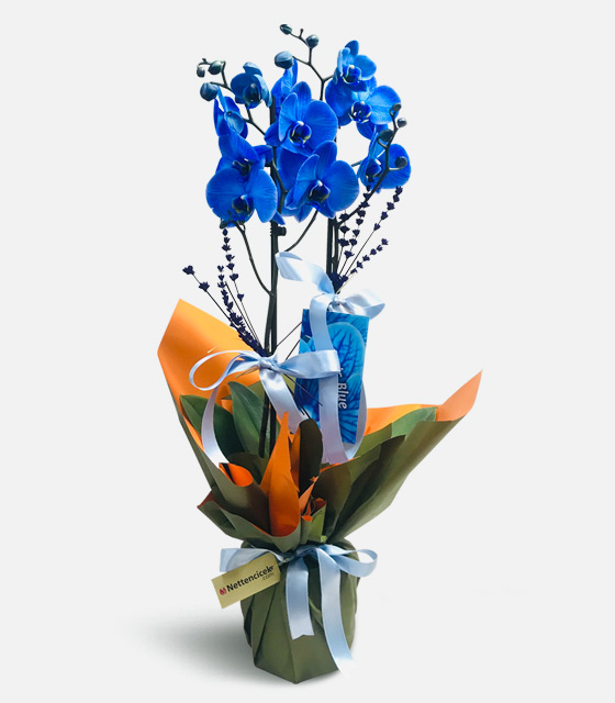 İki Dal Mavi Orkide Çiçeği