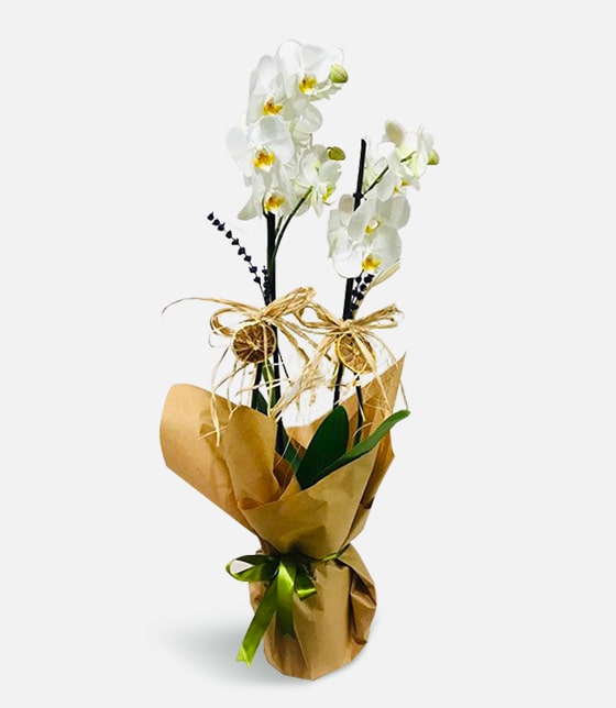 Naturel White Orkide 