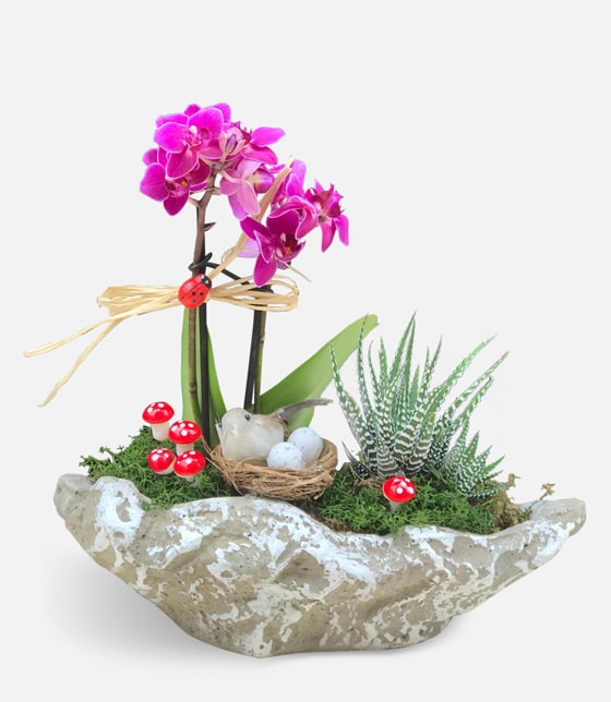 Exotic Orkide Tasarımı