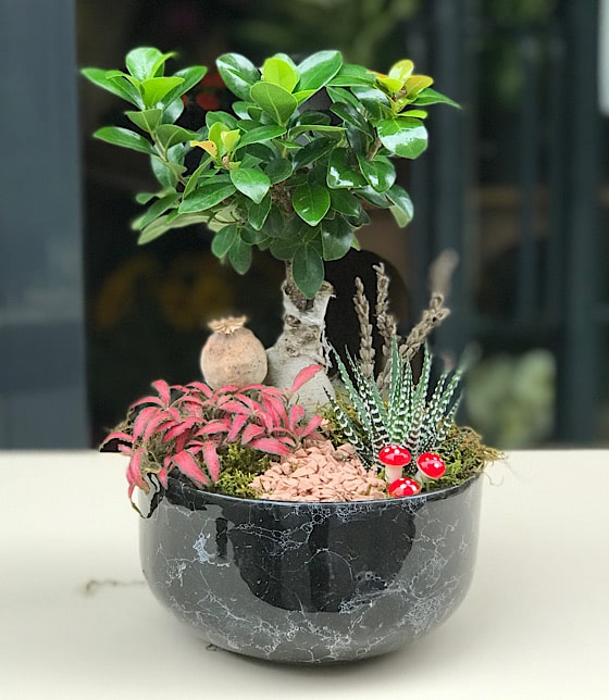 Bonsai Garden Teraryum