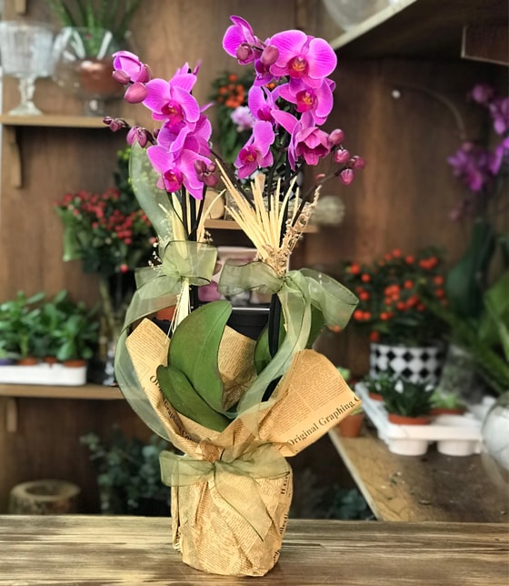 Asaletli Mor 2 Dal Orkide Çiçeği