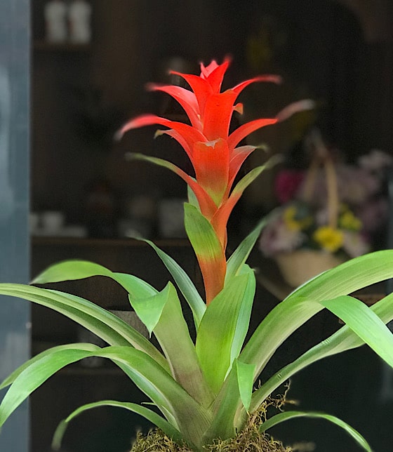 Kırmızı Guzmania Çiçeği