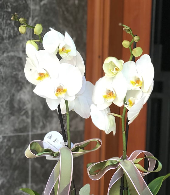 Orkide ve Mini Güller