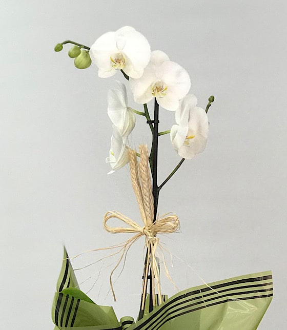 Tekli Beyaz Orkide Çiçeği