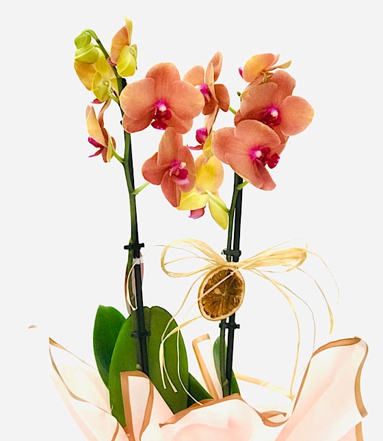 Orange Orkide